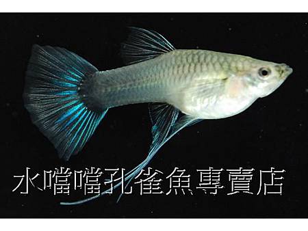 水噹噹孔雀魚006