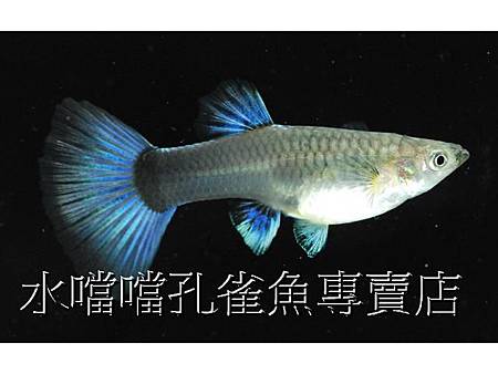 水噹噹孔雀魚004