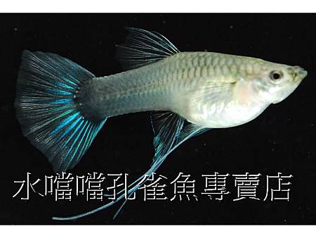 水噹噹孔雀魚005