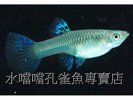 水噹噹孔雀魚004