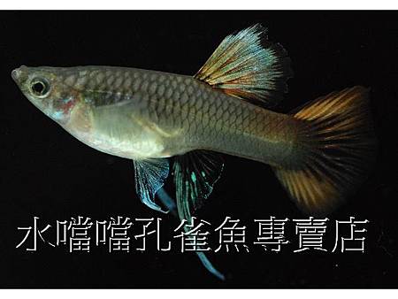 水噹噹孔雀魚005