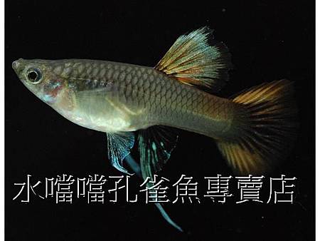 水噹噹孔雀魚006