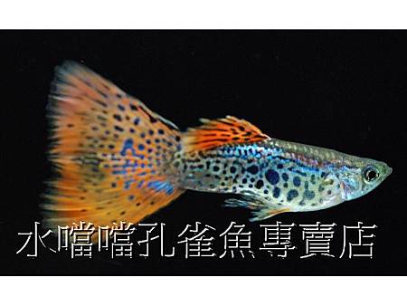 水噹噹孔雀魚002