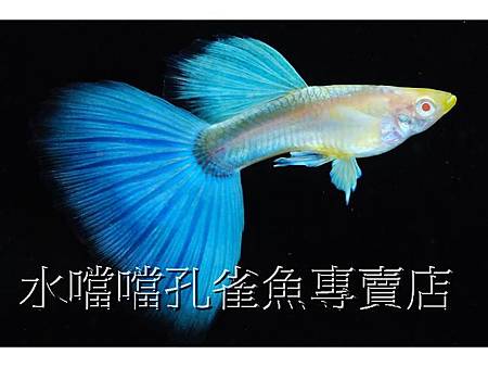 水噹噹孔雀魚001