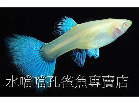 水噹噹孔雀魚004