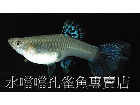 水噹噹孔雀魚006