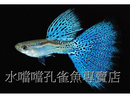 水噹噹孔雀魚004