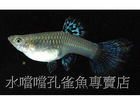 水噹噹孔雀魚005