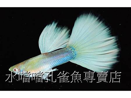 水噹噹孔雀魚001