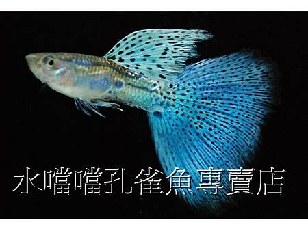 水噹噹孔雀魚004