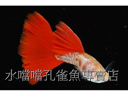 水噹噹孔雀魚003