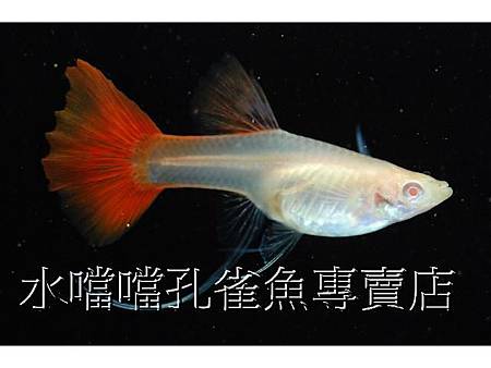 水噹噹孔雀魚005