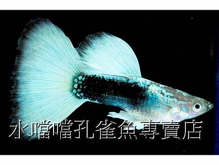 水噹噹孔雀魚001