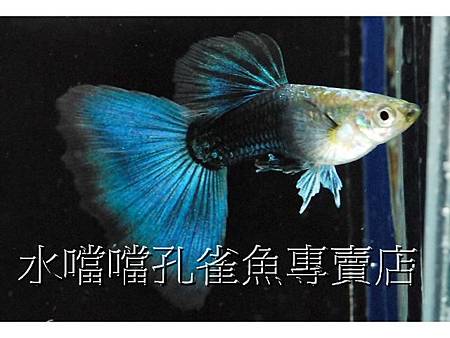 水噹噹孔雀魚002