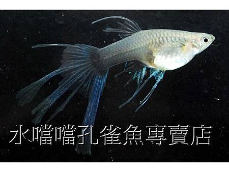 水噹噹孔雀魚006