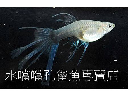 水噹噹孔雀魚007