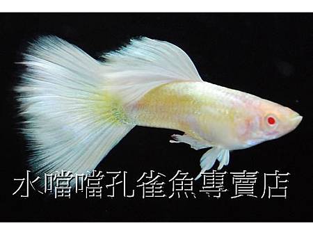 水噹噹孔雀魚001