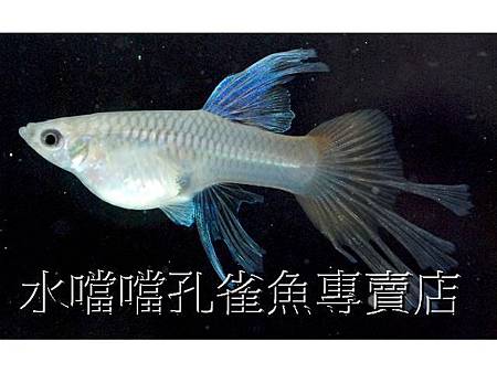 水噹噹孔雀魚005