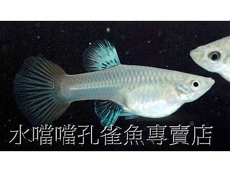 水噹噹孔雀魚004