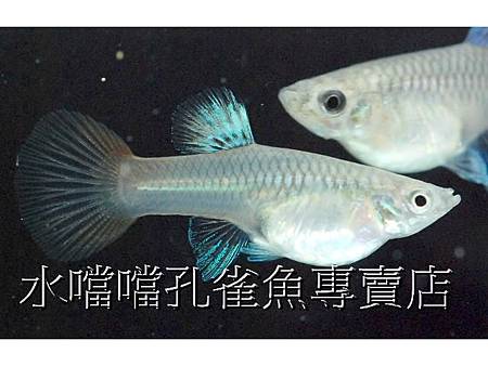 水噹噹孔雀魚003