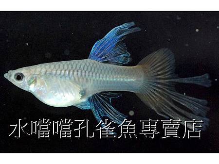 水噹噹孔雀魚006