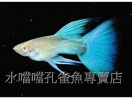 水噹噹孔雀魚004