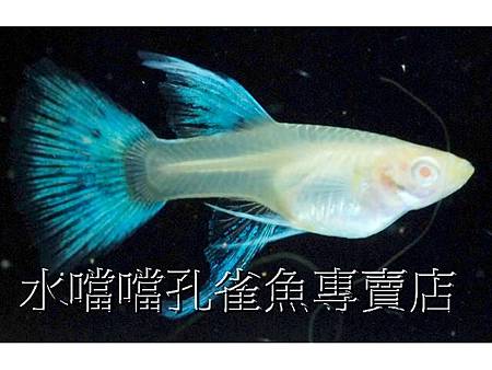 水噹噹孔雀魚007