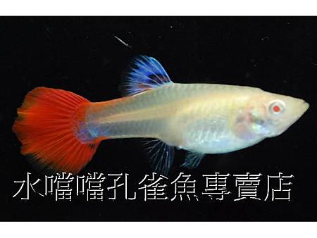 水噹噹孔雀魚004