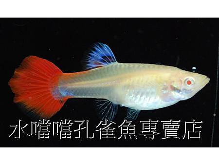 水噹噹孔雀魚005