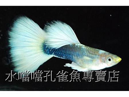 水噹噹孔雀魚003