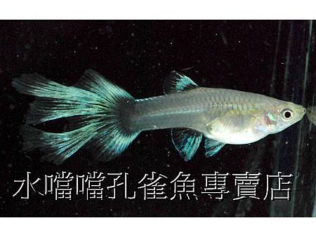 水噹噹孔雀魚007