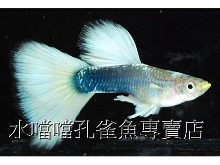 水噹噹孔雀魚001