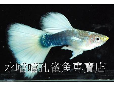 水噹噹孔雀魚002