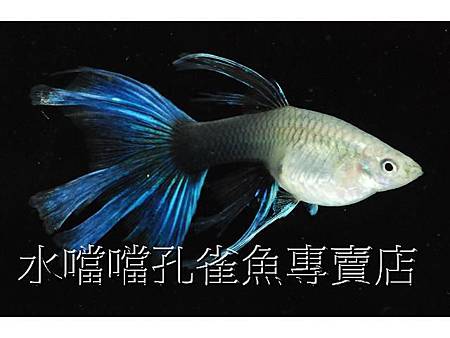 水噹噹孔雀魚009