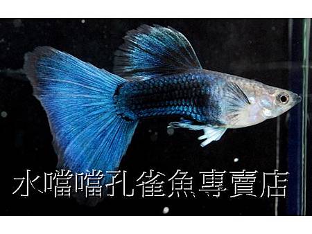 水噹噹孔雀魚002