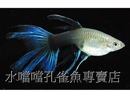 水噹噹孔雀魚008