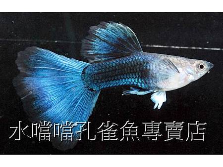 水噹噹孔雀魚001