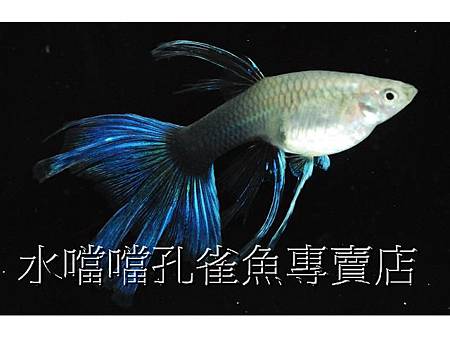 水噹噹孔雀魚007