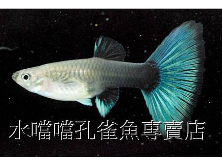 水噹噹孔雀魚004