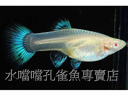 水噹噹孔雀魚002