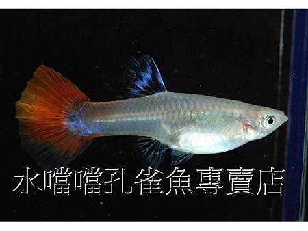 水噹噹孔雀魚005