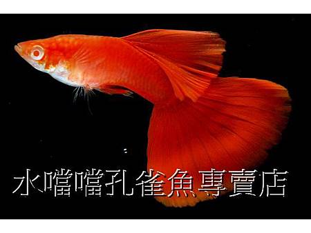 水噹噹孔雀魚001