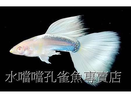 水噹噹孔雀魚002