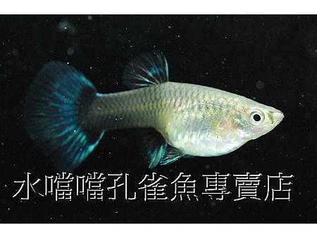 水噹噹孔雀魚003