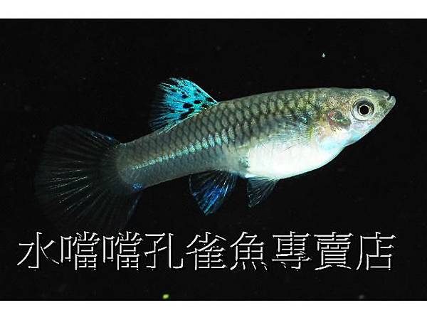 水噹噹孔雀魚003