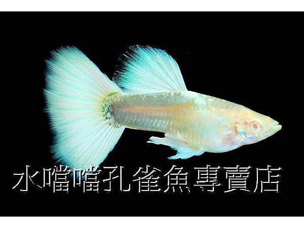 水噹噹孔雀魚001