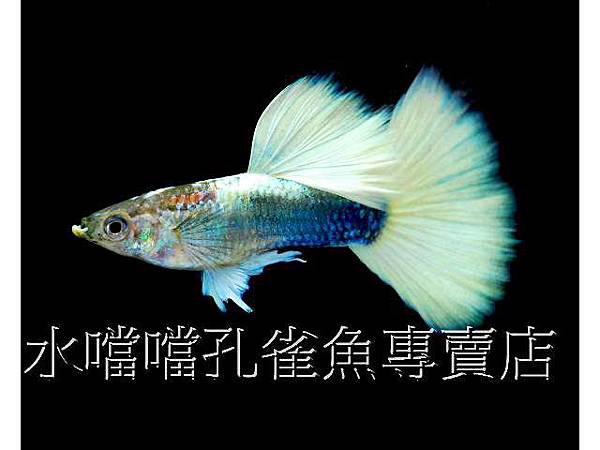 水噹噹孔雀魚001