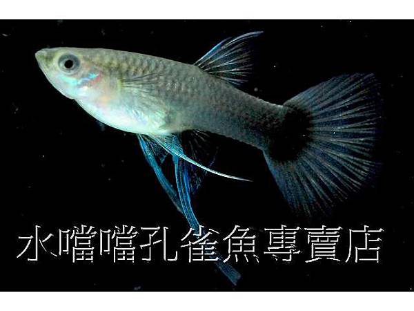 水噹噹孔雀魚005