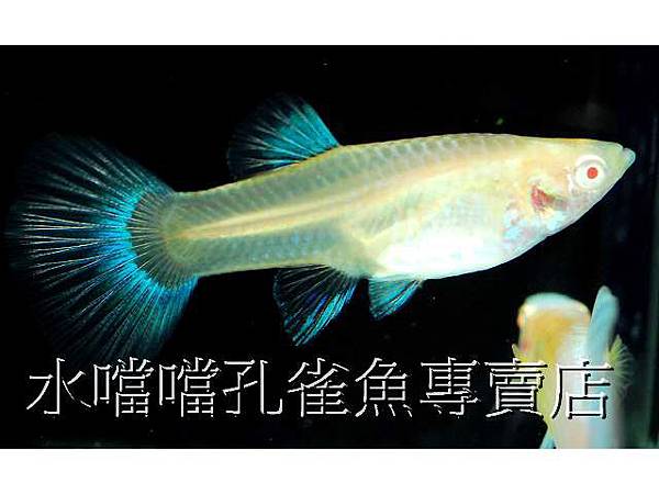 水噹噹孔雀魚004