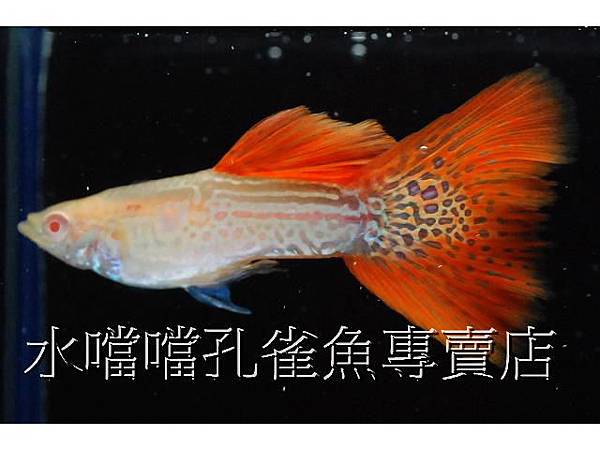 水噹噹孔雀魚001